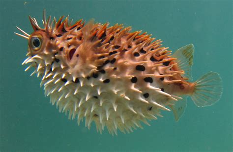 puffer fish swimming   water