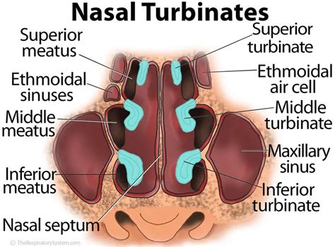 nasal turbinates