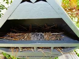 mourning dove birdhouse google search bird house bird house kits bird house plans