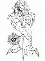 Colorat Floarea Soarelui Planse sketch template