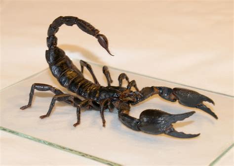 scorpion   dracoart stock  deviantart