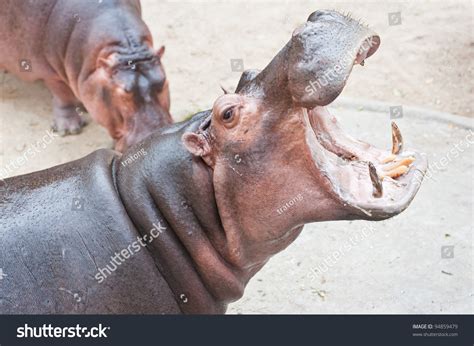 hippo with mouth open gay suck penis