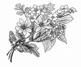 Hawthorn Hawthorne Sketch Dogwood Celandine Pngwing Leaf Monochrome Branch Yellow sketch template