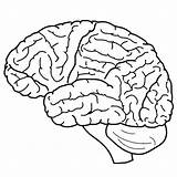 Brain Cerebro Thecolor Mascotas Secreta sketch template