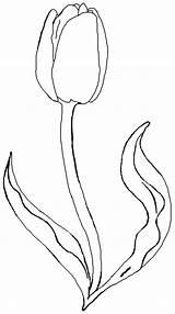 Coloring Tulip Pages Tulips Exquisite Leen Der Mark Van Printable Flower Color Snowflake Ocean Getdrawings Drawing Getcolorings Flowers sketch template