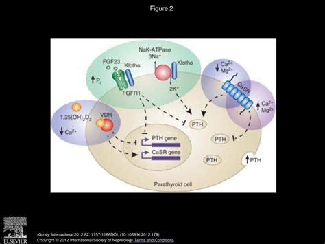 sensing mechanisms involved  ca  mg homeostasis