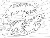 Coloring Cow Sea Manatees Manatee Adult Digital sketch template