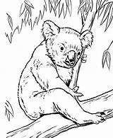 Koala Coloring Bear Pages Tree Eucalyptus Koalas Drawing Color Realistic Line Drawings Lion Wombat Outline Baby Colorluna Print Animal Cub sketch template