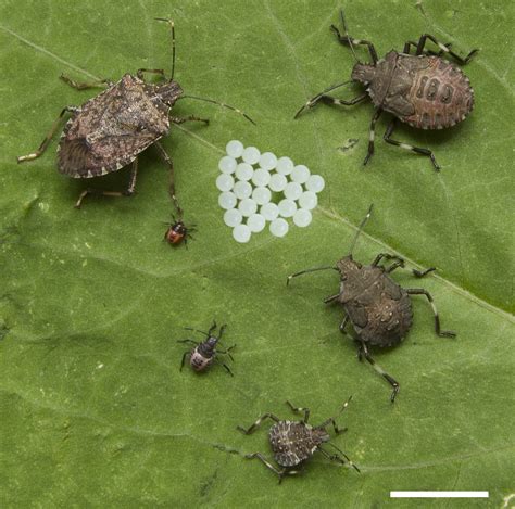 marmorated stink bug life cycle rozanne marino