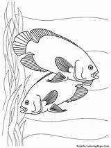 Fish Coloring Pages Printable Aquarium Kids Tropical Sheet Color Oscar Realistic Colouring Oscars Sheets Print Couple Toddler Template Getcolorings Getdrawings sketch template