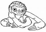 Sloth Coloring Pages Baby Cute Print Tattoo Printable Adult Color Drawing Toed Three Uncolored Getdrawings Getcolorings Luna Size Tattooimages Biz sketch template