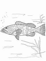 Grouper Coloring Pages Gag Drawing Printable Tuna Fish Resident Evil Tarpon Sketches Getdrawings Color Template Print Yellowfin Getcolorings Colorings Supercoloring sketch template