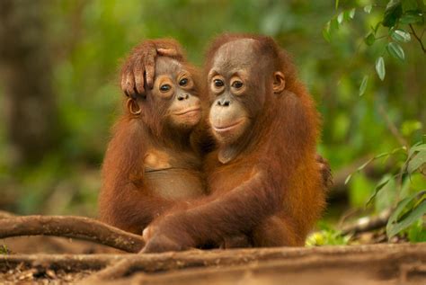 orangutan greenpeace uk