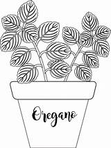 Clipart Herb Oregano Outline Plants Labeled Planter Plant Clip Graphics Size Tree Transparent Available sketch template