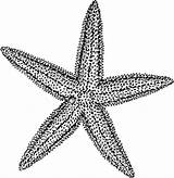 Starfish Line Drawing Coloring Sea Star Stars Pages Getdrawings sketch template