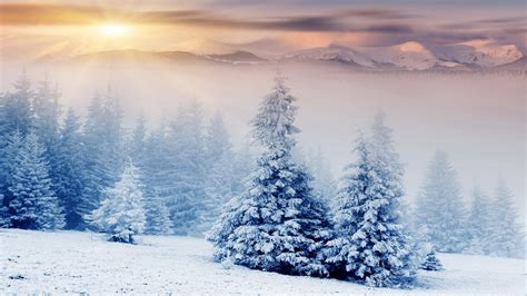 trees covered  snow wallpaper winter nature  wallpapers hd