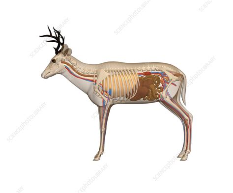 Deer Anatomy Artwork Stock Image C010 4853 Science Photo Library