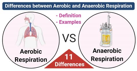 aerobic  anaerobic respiration  differences examples