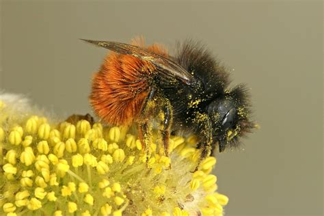 nederland zoemt bijen tellen bij kinderboerderij de goudse hofsteden goudafm