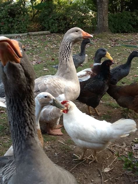 goose stories backyard chickens