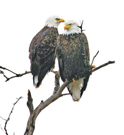 Eagle Pair