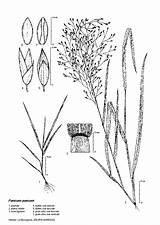 Poaceae Panicum Botanique Tif Env Ccitt Groupe sketch template