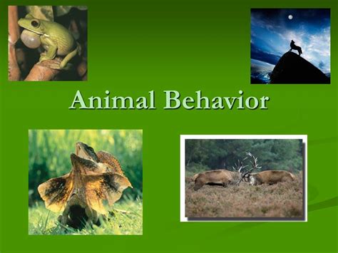 animal behavior powerpoint    id