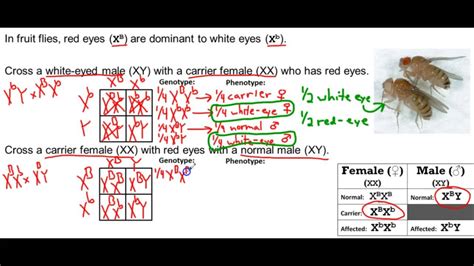 Target B1 2 Sex Linked Traits Practice Problems Youtube