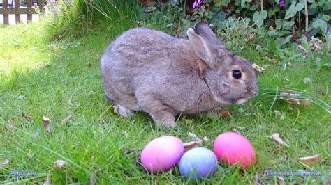 news unit  easter bunnies lay eggs