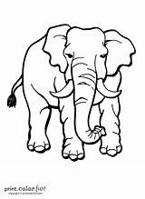 Elephant Printable Coloring Color Print Clipart Wild Clip sketch template
