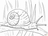 Snail Caracol Coloriage Escargot Colorare Lumaca Schnecke Snails Terrestre Sheets Schnecken Longa Folha Lumache Disegno Larga Respire Malvorlagen Weinbergschnecke Supercoloring sketch template