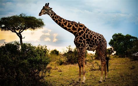 girafe fonds decran arrieres plan  id