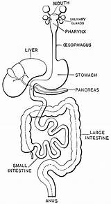Digestive System Sheet Ing sketch template
