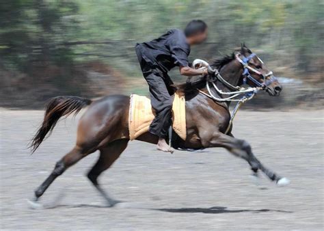 ride  horse fast horseback riding information  facts
