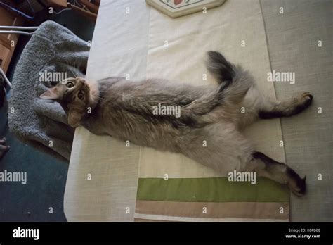 kitten lying flattened    table stock photo alamy