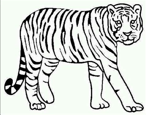 coloring page tiger animal printable pinterest