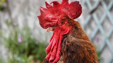 Cock A Doodle Don T Rowdy French Rooster At Centre Of Legal Battle