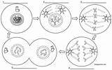 Mitosis Meiosis Worksheet Phases Biology Worksheets Libretexts Comprehension Biologycorner sketch template