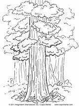 Coloring Tree Pages Sequoia California State Redwood Drawing Printable Trees Kids Abraham Isaac Flag Color Print Giant Coloring4free Quail 2021 sketch template