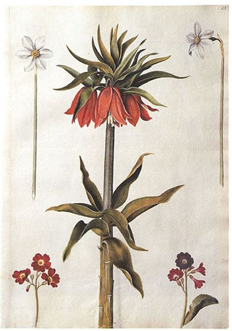 images  beautifully botanical  pinterest
