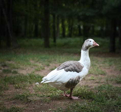 shetland goose flickr photo sharing