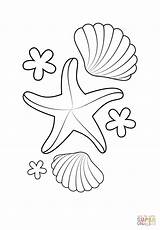 Coloring Starfish Pages Shells Printable sketch template