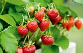 Bildresultat för Strawberry Plants. Storlek: 168 x 107. Källa: www.swansonsnursery.com