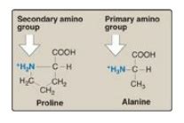 structure  amino acids