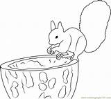 Squirrel Coloring Forest Cute Coloringpages101 Pages sketch template