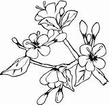 Mewarnai Anggrek Bunga sketch template