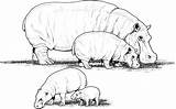 Hippo Coloring Hippopotame Coloriages sketch template