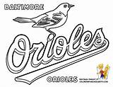 Orioles Sox Library Clipart Baltimore Finch sketch template