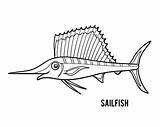Sailfish Pesce Vela Pacifico Libro Designlooter sketch template