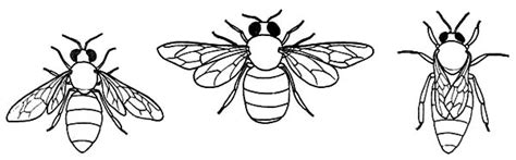 type  honey bee coloring pages coloring sky